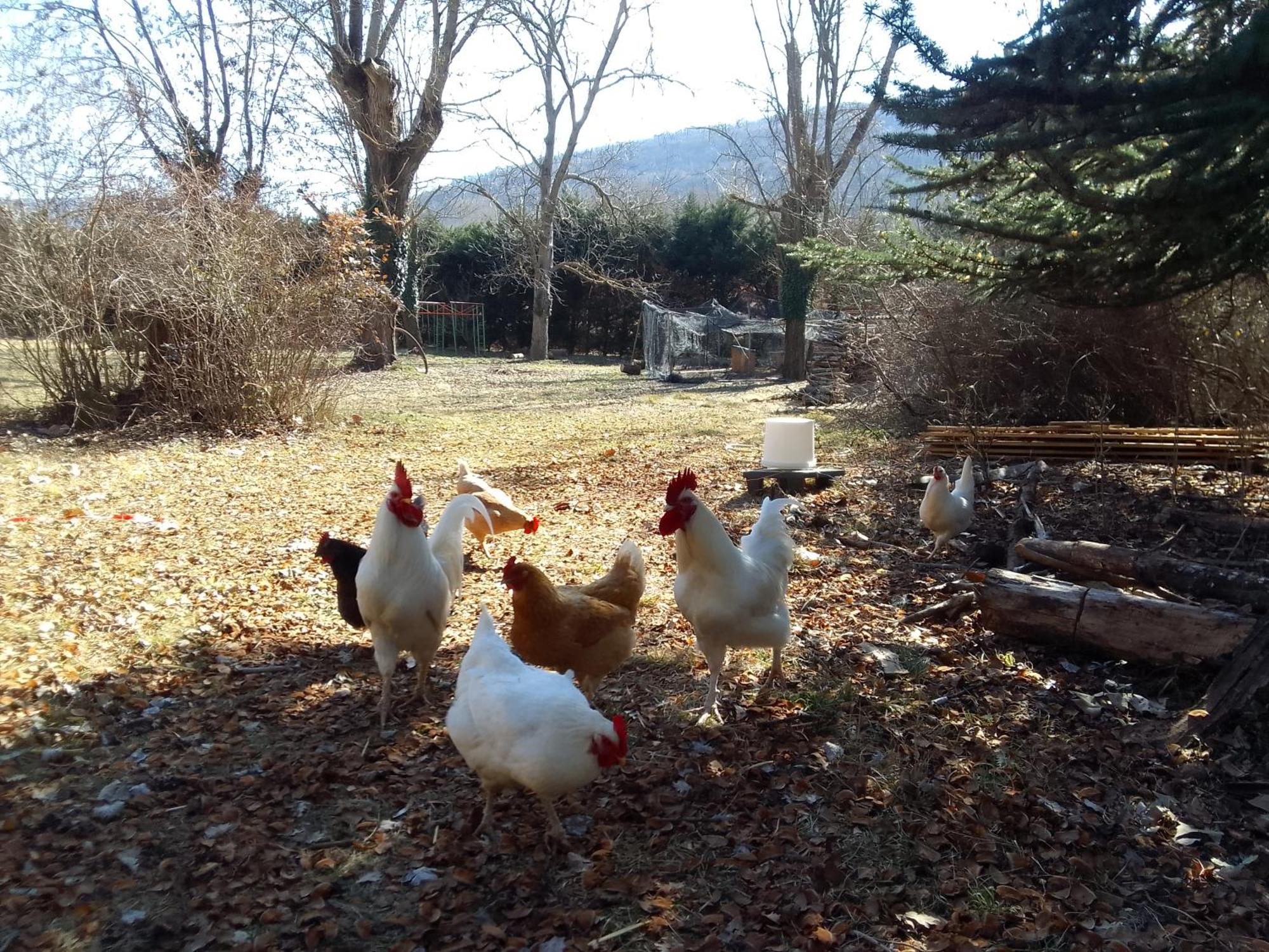 Les Favouilles - Gite & Chambres D Hotes Dauphin Esterno foto